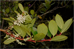 Gaultheria fragrantissima